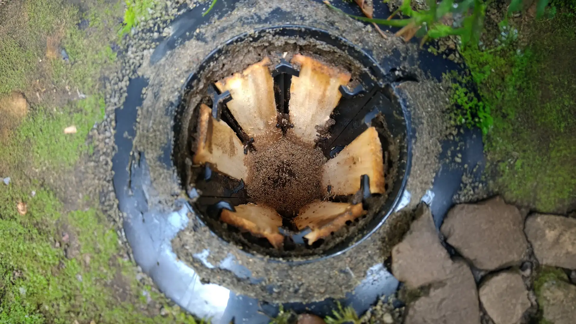 Piège termites